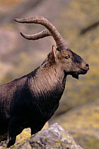 Wild goat, male portrait. Sierra Gredos, Spain