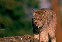 Canadian lynx portrait, N. America