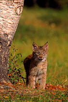 Canadian lynx juvenile, N. America