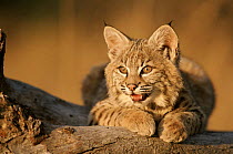 Bobcat, USA .Captive animal.