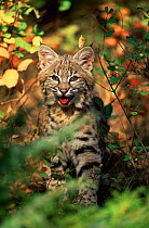 Young Bobcat (Felis rufus) USA. Captive