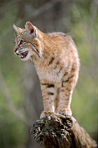 Bobcat, USA