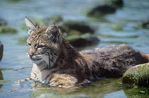 Bobcat {Felis rufus} cooling off in water, USA, captive