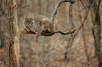 Bobcat in tree, USA.