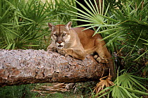 Florida panther, Florida, USA. Endangered species. Captive