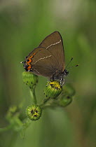 White letter hairstreak butterfly {Satyrium w-album} on Ragwort, Yorkshire, UK