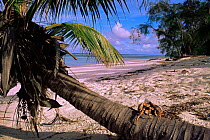 Coconut crab {Bigrus latro} on palm tree, Aldabra, Seychelles