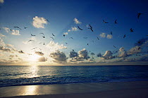 Flock of Sooty terns {Sterna fuscata} in flight at sunset, Seychelles, Indian Ocean
