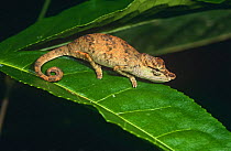 Chameleon on leaf {Chamaeleo nasutus} Analamazaotra Reserve, Madagascar