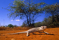 Panther chameleon crosses road {Chamaeleo pardelis} Madagascar