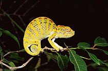 Snub nosed chameleon {Chamaeleo labordi} female on branch, Kirindy forest, Madagascar. Colour change sequence 1.