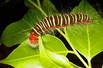 Skipper butterfly caterpillar {Hesperiidae) Hairy Santa Rosa NP, Costa Rica