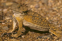 Regal horned lizard. {Phrynosoma solare} Sonoran desert, AZ, USA