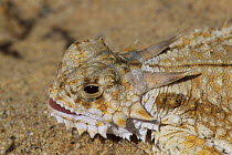Flat tailed horned lizard {Phrynosoma m'calli} California, USA