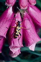 Spotted longhorn beetle {Rutpela maculata} on foxglove flower, England, UK.