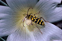 Sugar maple borer {Glycobius speciosus} on mallow flower, Israel