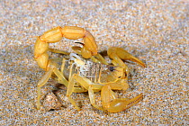 European buthus scorpion (Buthus occitanus) with young on back. Spain, Europe