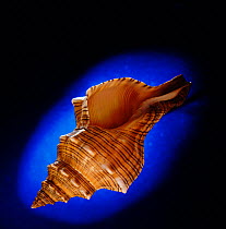 Sea snail shell {Fasciolaria trapezium} specimen from the Philippines