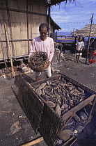 Sea cucumbers being cooked and dried in Indonesian village.