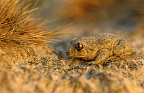 Common spadefoot toad. {Pelobates fuscus} Poland