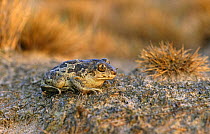 Common spadefoot toad. {Pelobates fuscus} Poland