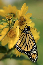 Monarch butterfly on sawtooth sunflower, USA.