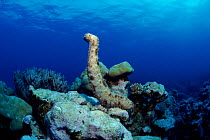 Sea cucumber on sea bed. {Bohadschia graeffei} Indo-Pacific ocean