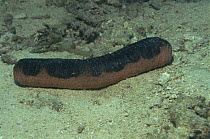 Sea cucumber (holothuria edulis) on sea bed. Indo-Pacific ocean