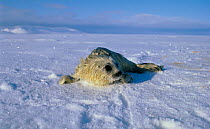 Ringed seal {Phoca hispida} pup on ice,  Leifdefj, Svalbard, Norway