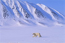 Polar bear (Ursus maritimus) walking along frozen coastline, Leifdefjorden, Svalbard, Norway