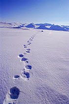 Polar Bear tracks in snow, Svalbard , Norway