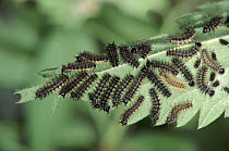 Map butterfly caterpillars on Nettle food plant. Life cycle sequence 4/6. Germany.