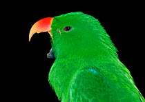 Eclectus parrot male {Eclectus roratus} Australia