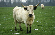 Domestic cattle {Bos taurus} white bull, Scotland, UK