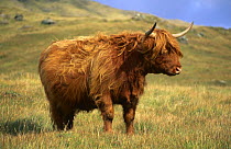 Domestic cattle {Bos taurus} Highland cow, Scotland, UK