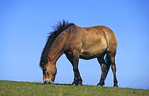 Exmoor pony {Equus caballus} grazing, UK