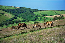 Exmoor ponies, mares and foals,  grazing {Equus caballus} July, England, UK