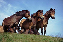 Exmoor ponies {Equus caballus} Exmoor NP, England, UK. Summer