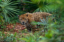 Jaguar {Panthera onca} Captive, Belize
