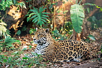 Jaguar resting {Panthera onca} Belize, captive