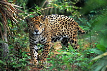 Jaguar {Panthera onca} Belize, central America, captive
