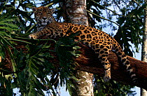 Jaguar {Panthera onca} in tree, captive, Belize