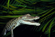 Saltwater crocodile (Crocodylus porosus} juvenile, Jardine River, Cape York, Australia.