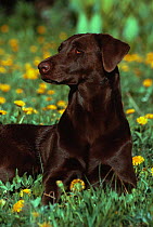 Domestic dog - chocolate labrador retriever, USA.