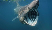 Basking shark - jaws open {Cetorhinus maximus} off Cornwall UK
