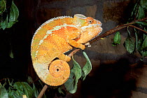 Gravid female panther chameleon {Chamaeleo pardelis} Antsiranana, Madagascar.
