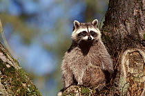 Raccoon in tree, Vancover, Canada
