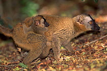 Red-fronted brown lemur (lemur fulvus rufus} with young, Berenty, Madagascar