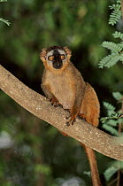 Red fronted brown lemur, Berenty, Madagascar