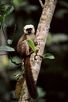 White fronted brown lemur, Nosy Mangabe Island, Madagascar